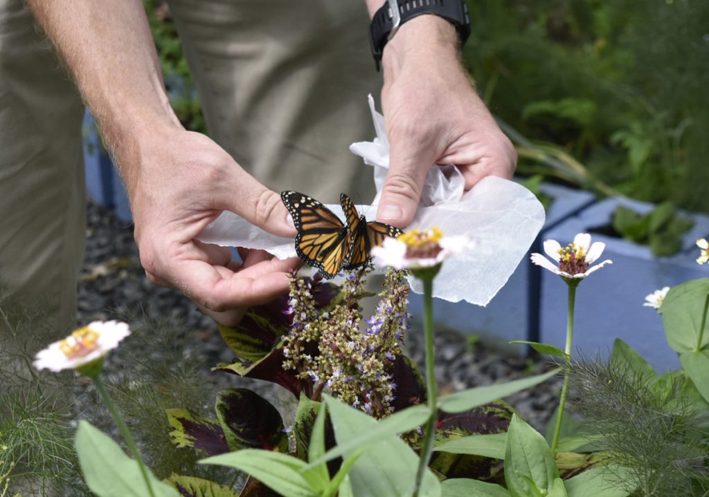 Butterfly House is Back at Smith-Gilbert Gardens
